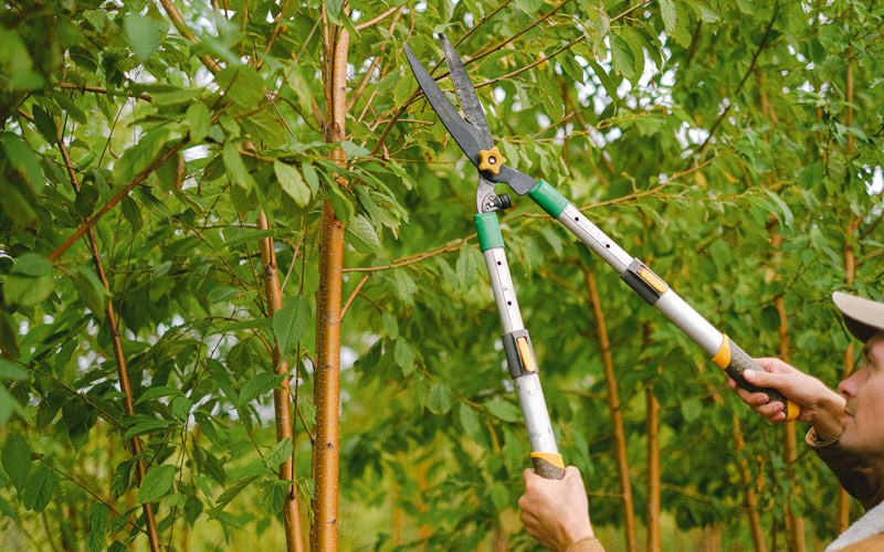 Tree trimming in Ebervale, PA